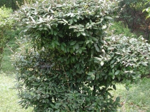 �����ӵĹ�Ч������ �����ӵ��÷�����