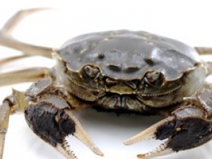 ��з�Ĺ�Ч������ ��з���˿��Գ���