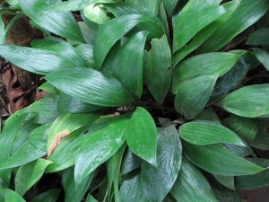 ������ӲݵĹ�Ч������ ������Ӳݵĸ���