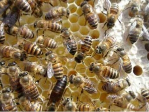 ���䷿�Ĺ�Ч������ ���䷿���÷�����