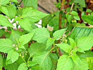 ��Ҷ�Ƕ���Ҷ�Ĺ�Ч������ ��Ҷ�Ƕ���Ҷ�������ٰ���