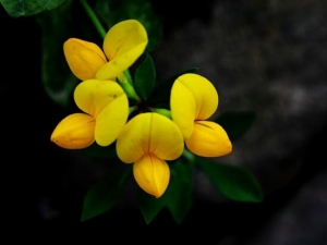 ����Ҷ��ʺ���Ĺ�Ч������ ����Ҷ��ʺ�����ξ��ո�ʹ��