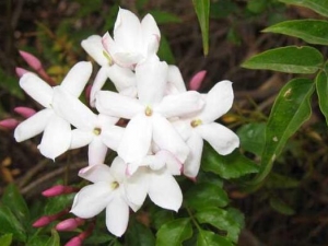 �󻨹�����ܰ�Ĺ�Ч������ �󻨹�����ܰ�ĸ�������