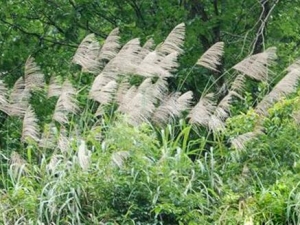 ��é���Ĺ�Ч������ ��é���ĸ�������