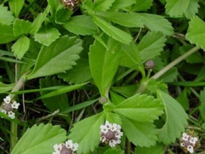 ���ߺ{�Ĺ�Ч������ ���ߺ{�����߶�ҧ����