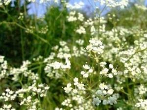 ���绨�Ĺ�Ч������ ���绨�ĸ�������