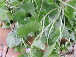 ����ݵĹ�Ч������ ����ݿ����ε���������