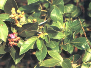 ������Ҷ_������Ҷ�Ĺ�Ч����|�÷�����