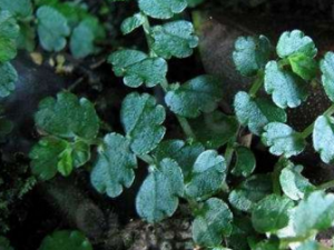 ���೵_���೵�Ĺ�Ч|��������