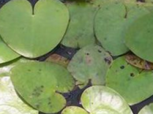 �����_������Ĺ�Ч|��������