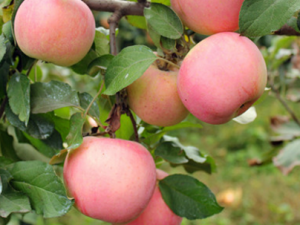 ���G��_���G��Ĺ�Ч|�÷�����