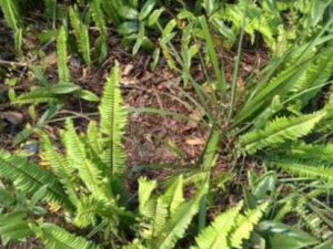 ������_�����ѵĹ�Ч|�÷�����