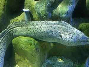 �����ѵĹ�Ч������ �����ѵ��÷�����