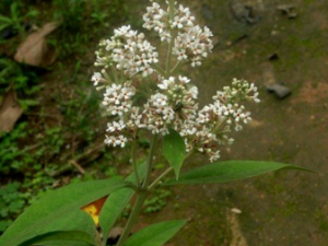 �ɻ�Ƥ_�ɻ�Ƥ�Ĺ�Ч����|��������