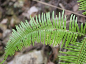 âݽ�Ǹ�_âݽ�Ǹ��Ĺ�Ч|�÷�����