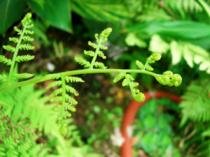 Ĥާ�Ұ���_Ĥާ�Ұ��۵Ĺ�Ч|�÷�����