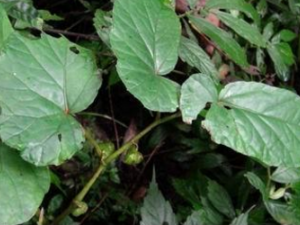 ������_������Ĺ�Ч����|�÷�����