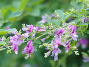 ������֦�ӻ�_������֦�ӻ��Ĺ�|�÷�