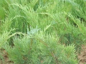 ɳ�ذصĹ�Ч������ ɳ�ذص��÷�����