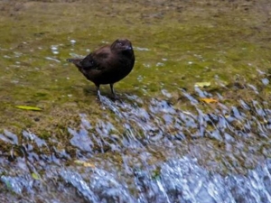 ���ڵĹ�Ч������ ���������ܰͽ�����