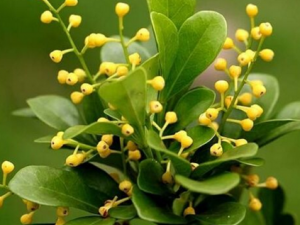 ��������_���������Ĺ�Ч|�÷�����