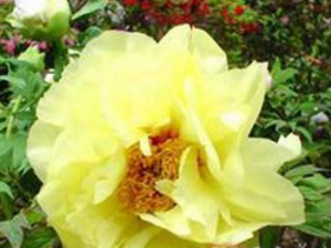 ��³�㽺_��³�㽺�Ĺ�Ч|�÷�����