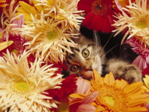 è��_è���Ĺ�Ч|��������