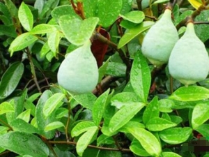 ޵��֭�Ĺ�Ч������ ޵��֭��׳����