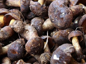 ��ţ�ξ���Ӫ����ֵ ��ţ�ξ���ʳ�÷���