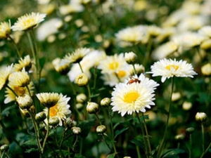 ɽ�׾յĹ�Ч������ ɽ�׾յĸ���