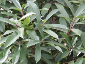 ʯ��Ҷ�Ĺ�Ч������ ʯ��Ҷ�ĸ���