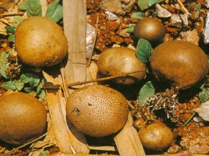 ����ӲƤ�����Ĺ�Ч������ ����ӲƤ�����ĸ�������