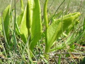 ƿ��С�ݵĹ�Ч������ ƿ��С�ݵĸ���