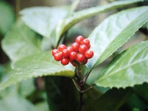 �Žڷ�Ĺ�Ч������ �Žڷ�ĸ���