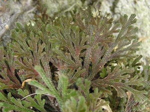 �����ɵĹ�Ч������ �����ɵĸ�������