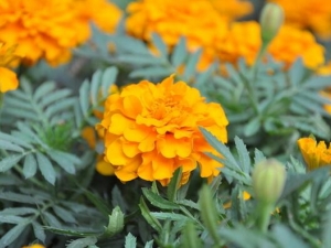 ���پյĹ�Ч������ ���پյĸ�������