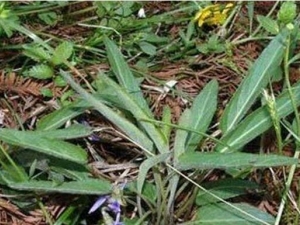 ����ߵĹ�Ч������ ����ߵĸ�������