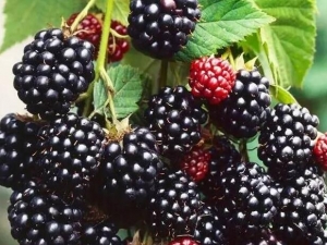 ɣ驵�Ӫ����ֵ ɣ驵�ʳ�÷���