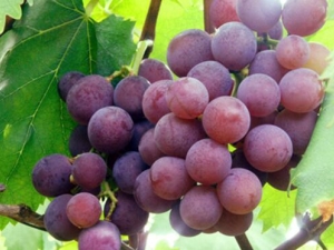 ���ѵ�Ӫ����ֵ ������ôϴ��ɾ�