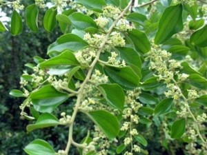 ������Ҷ�Ĺ�Ч������ ������Ҷ���÷�����