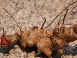 �����ٸ��Ĺ�Ч������ �����ٸ��ĸ���