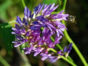 ����Ĺ�Ч������ ����ĸ���