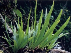 ����Τ�Ĺ�Ч������ ����Τ���÷�����