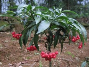 ������ɰ���Ĺ�Ч������ ������ɰ�����÷�����