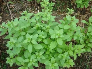 �쾫����ʲô �쾫�ݵ�Ӫ����ֵ