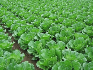 �������߲��ܲ��ܳ� �������߲������ѡ