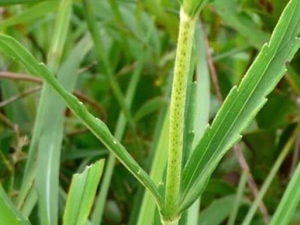 �Ӹ�����Ĺ�Ч������ �Ӹ�����ĸ���