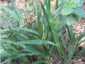 �����ݵĹ�Ч������ �����ݵĸ���