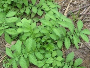 ɺײݸѿĹЧ ɺײݸѿٴӦ