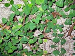 ˫�ɺ����Ĺ�Ч������ ˫�ɺ������÷�����